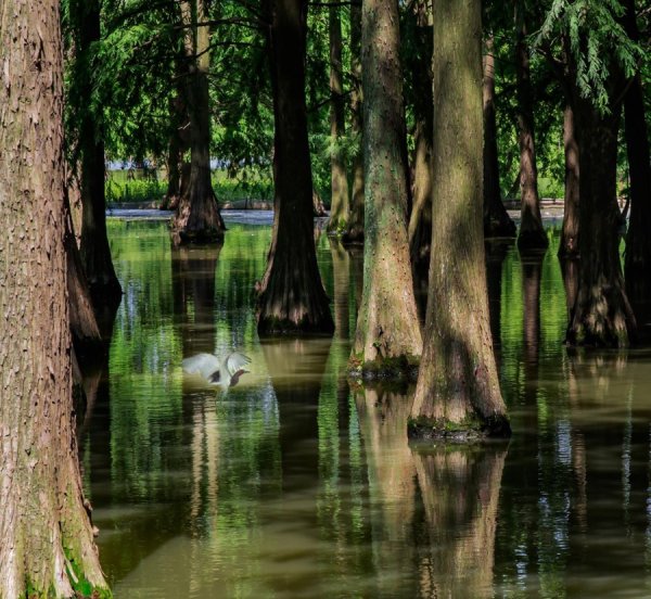 期货配资查询 水乡画卷里的生态青浦，常见常新！长三角示范区摄影大赛持续征稿中